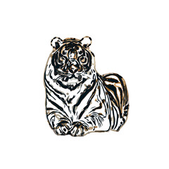 tiger color sketch with transparent background