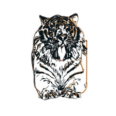 tiger color sketch with transparent background