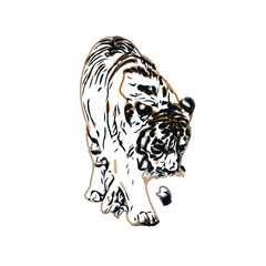 tiger color sketch with transparent background