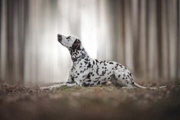 Selective focus of Dalmatian dog sitting in the forest with trees blurred background