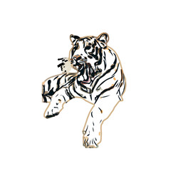 tiger color sketch with transparent background