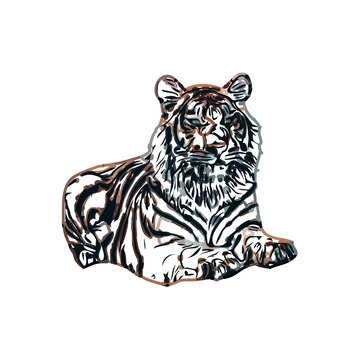 tiger color sketch with transparent background