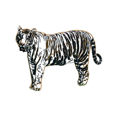 tiger color sketch with transparent background