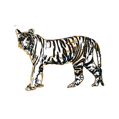 tiger color sketch with transparent background