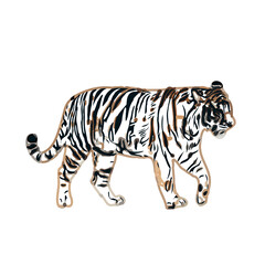 tiger color sketch with transparent background