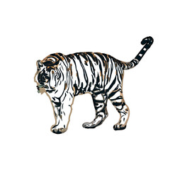 tiger color sketch with transparent background