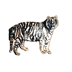 tiger color sketch with transparent background