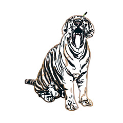 tiger color sketch with transparent background