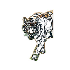 tiger color sketch with transparent background