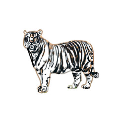 tiger color sketch with transparent background