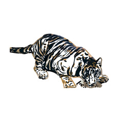 tiger color sketch with transparent background