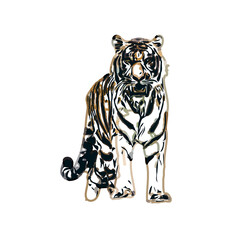 tiger color sketch with transparent background