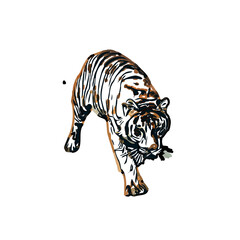 tiger color sketch with transparent background