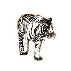 tiger color sketch with transparent background