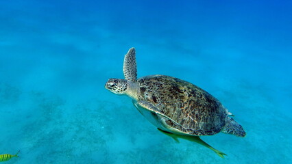 Big Green turtle on the reefs of the Red Sea.
Green turtles are the largest of all sea turtles. A typical adult is 3 to 4 feet long and weighs between 300 and 350 pounds.
