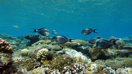 Fototapeta premium Colorful tropical fish on a coral reef, amazingly beautiful fairy world. In the coral gardens of the Red Sea.