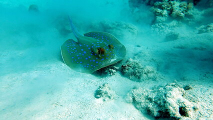 Stingrays - Batoidea  Taeniura lymma. Stingray Family, Spotted Stingrays. Taeniura lymma.  © Vitalii6447