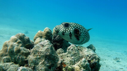 Colorful tropical fish on a coral reef, amazingly beautiful fairy world. In the coral gardens of the Red Sea.

