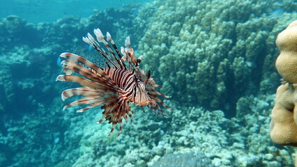 Lion Fish, the lionfish preys on a coral reef protected by its long venomous spines. Graceful and beautiful, this fish can move with astonishing speed to catch its prey.