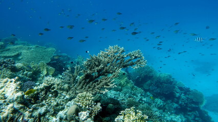 Colorful tropical fish on a coral reef, amazingly beautiful fairy world. In the coral gardens of the Red Sea.


