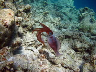 Mollusks, type Mollusca. Cephalopods. Order Squid - Cuttlefish squid.
Squids (lat. Teuthida) are a detachment of decapod cephalopods. Usually they have dimensions of 0.25-0.5 m.
