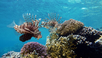 Lion Fish, the lionfish preys on a coral reef protected by its long venomous spines. Graceful and beautiful, this fish can move with astonishing speed to catch its prey.