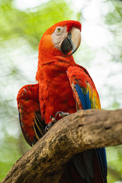 Portrait of a Scarlet Macaw 