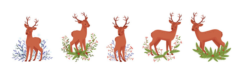 Young Brown Deer with Antlers and Winter Twigs Vector Set