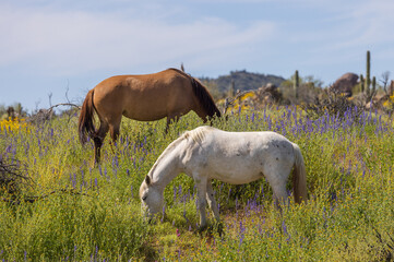 Obraz na płótnie Canvas Wild Horses in Wildflowers in the Arizona Desert in Spring