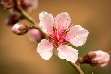 Fototapeta premium cherry blossom