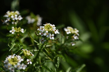 Watercress flowers.A perennial plant of the Brassicaceae family that grows in wetlands. A healthy wild vegetable that blooms small white flowers from May to June.