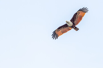 A Brahminy kite flying in sky