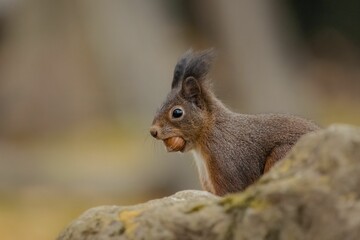 Naklejka na ściany i meble Close-up shot of a common squirrel veksha (Sciurus vulgaris) eating a nut