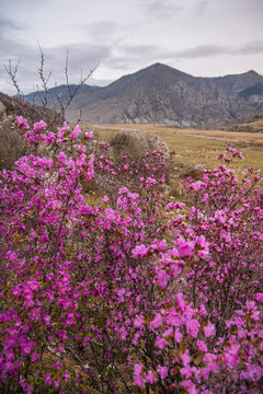 Blooming maral at the mountains