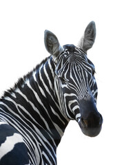 Fototapeta na wymiar zebra portrait isolated on white background