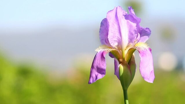 Blue iris germanica or bearded iris flower on natural background in landscaped garden. Selective focus. There is place for your text. Blossom plant swaying in the wind in windy day.