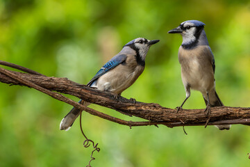 Mr. and Mrs. Blue Jay