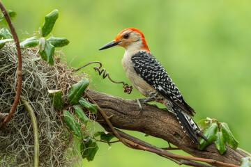 Red-bellied woodpecker 