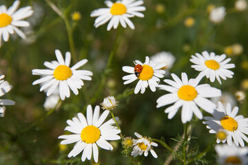 Fototapeta premium Field flowers in summer. At the center white daisy flower with a ladybug on it in the garden, on the background of blurred grass. Ladybird on daisy.