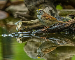 White-throated Sparrow
