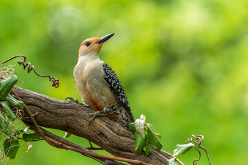 Red-bellied woodpecker 