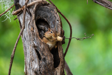 Chipmunk eating a peanut
