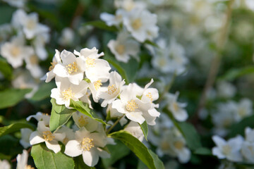 jasmine flowers on a bush in a garden