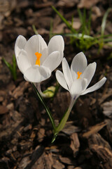 blurred floral background, crocus flowers on a sunny day