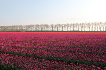 a large bulb field in the dutch countryside in zeeland in springtime with purple and red tulips and a row of trees in the background