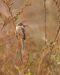 Vertical closeup of a rufous-fronted prinia (Prinia buchanani) on a stem of a plant