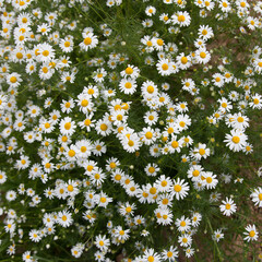 Lots of daisies, top view. Chamomile flowers field wide background in sun light
