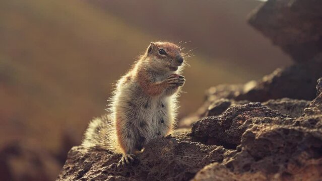 A chipmunk with a fluffy tail gnaws a nut.