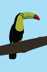toucan bird on a branch