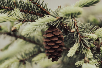 Pine tree branches in forest